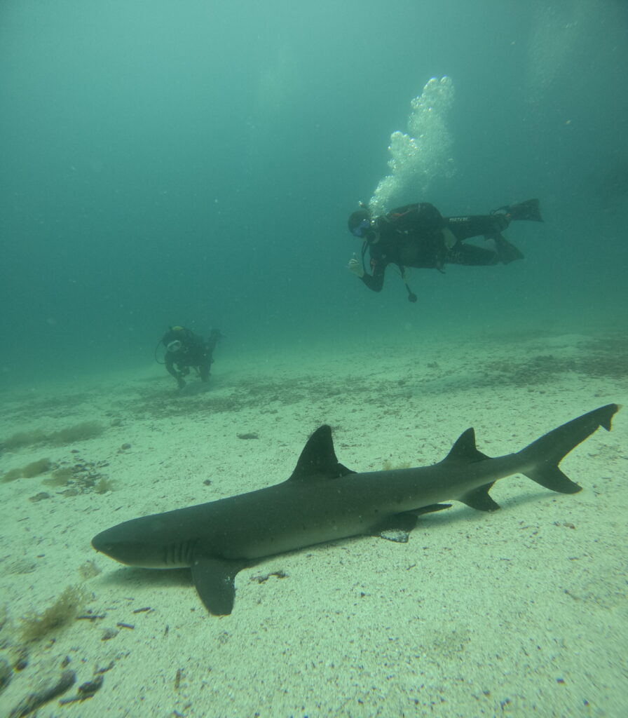 White Tipped Reef Shark