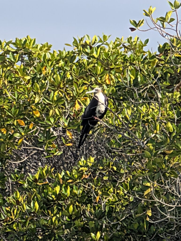 Frigatebird