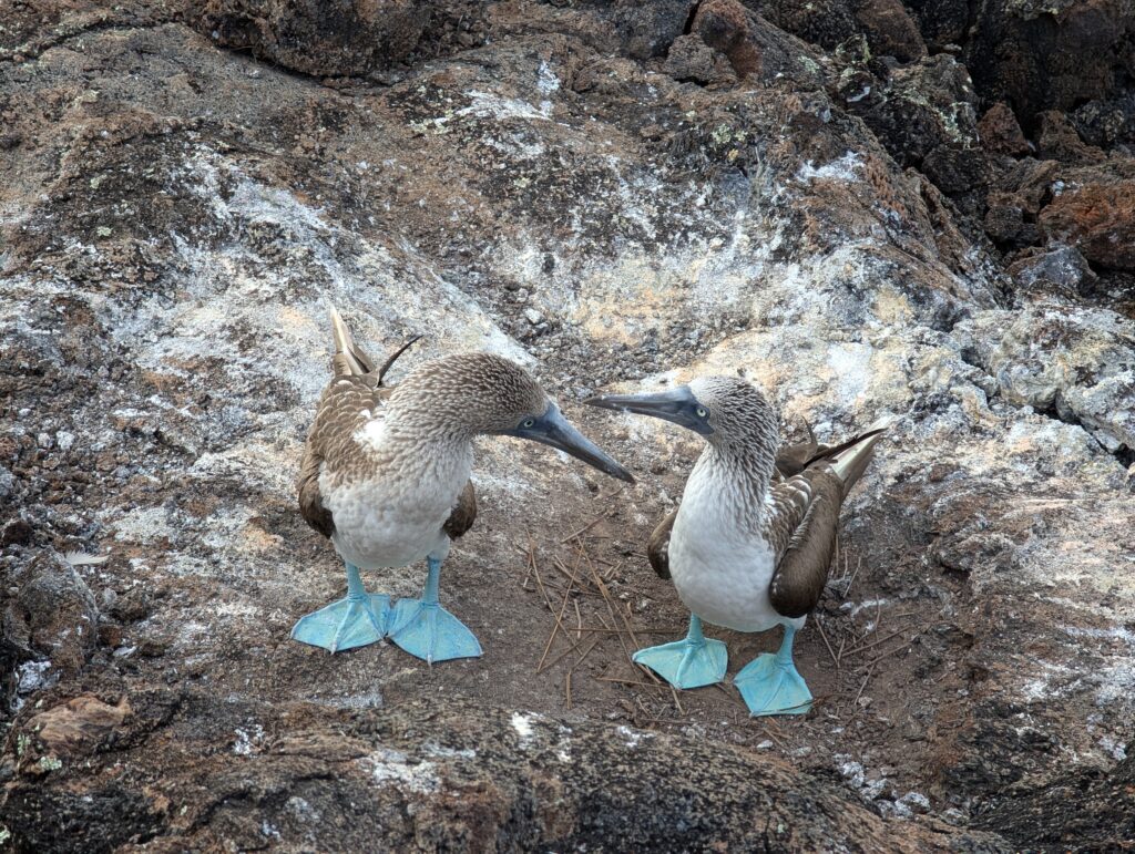 Blue-Footed Booby