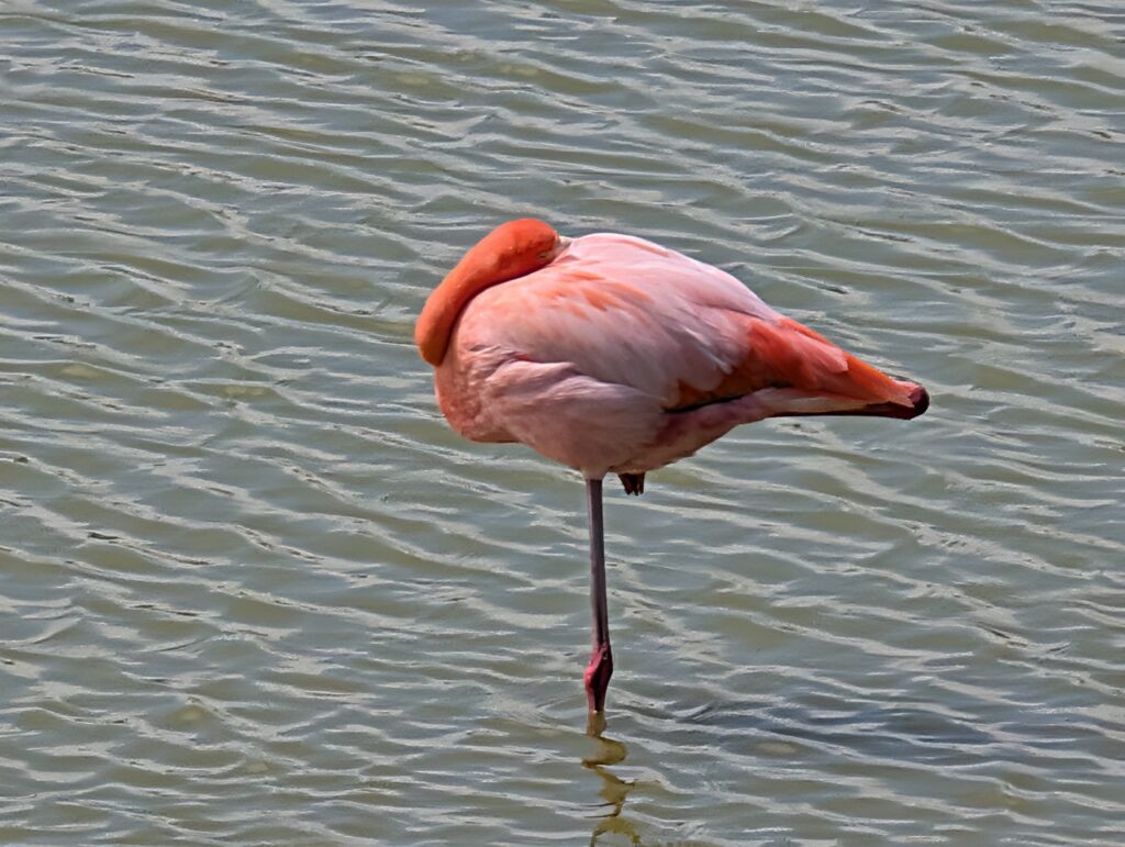 Flamingo